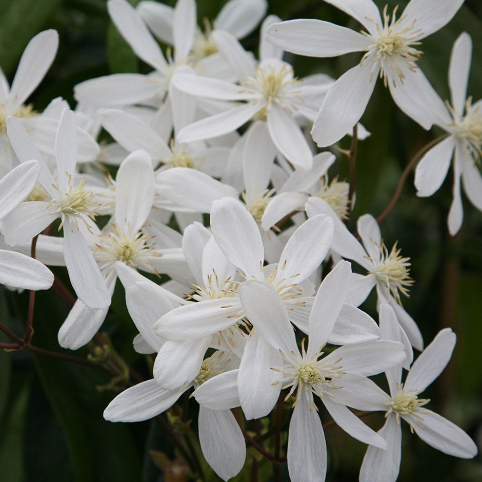 CLEMATIDE ARMANDII SNOWDRIFT VASO 15CM