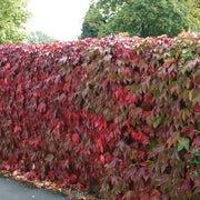 PARTHENOCISSUS TRICUSPIDATA VEITCHII VASO 11CM