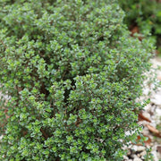 THYMUS CITRIODORUS VERDE AL LIMONE VASO 18CM