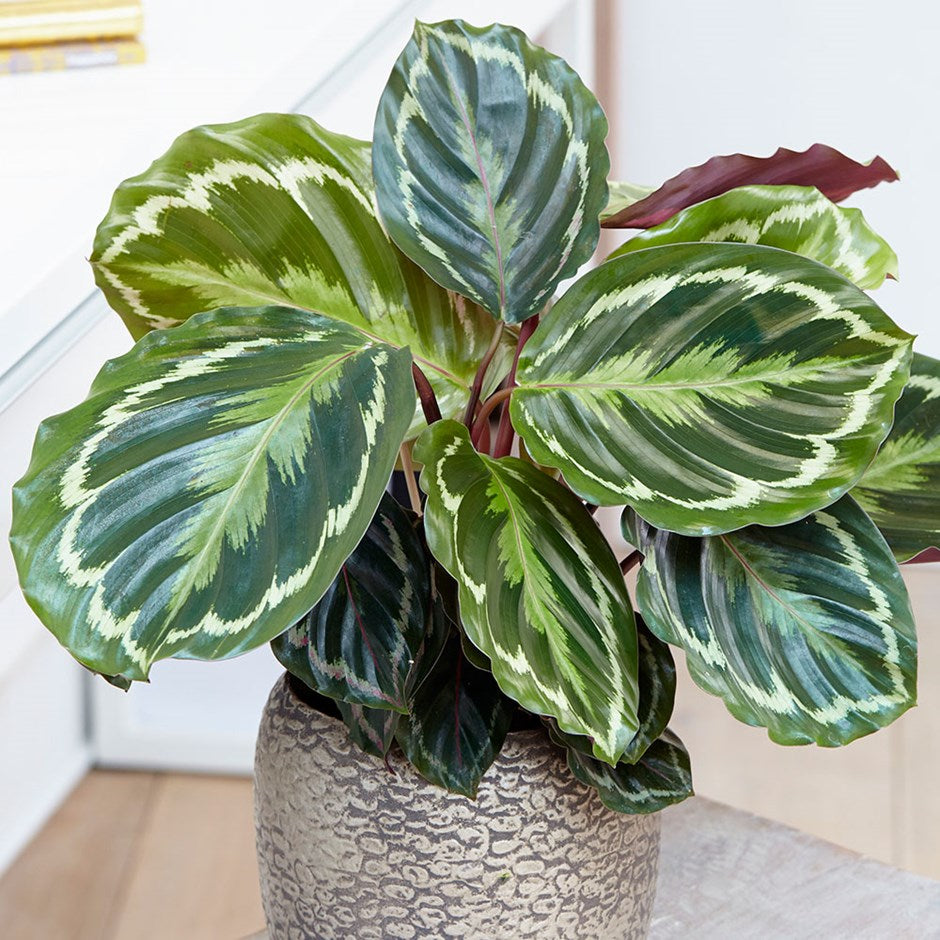 MARANTHA MEDAILLON IN VASO 17CM