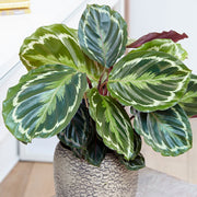 MARANTHA MEDAILLON IN VASO 15CM