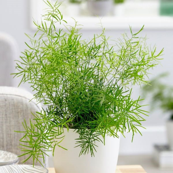 ASPARAGUS DENSIFLORUS SPRENGERI VASO 13CM