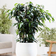 FICUS BENJAMIN DANIELLE VASO 21CM