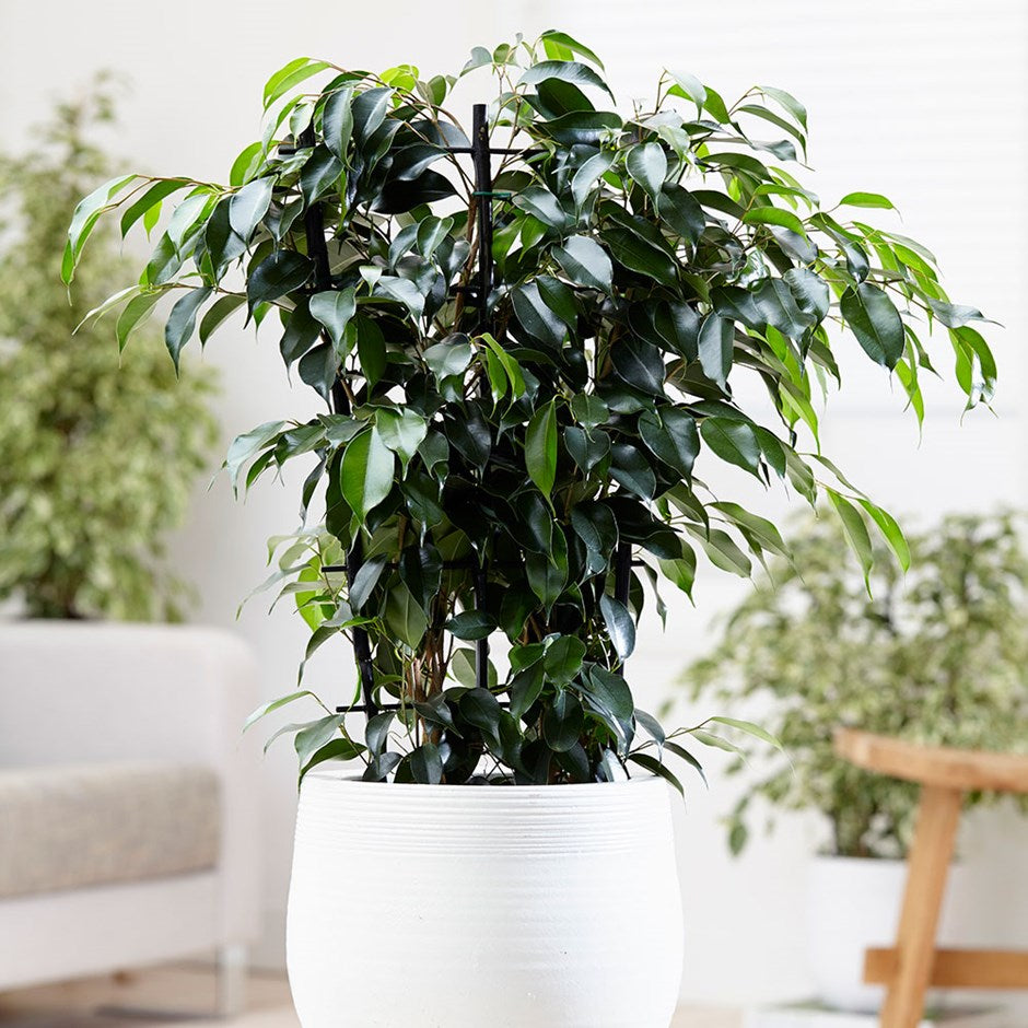 FICUS BENJAMIN DANIELLE VASO 21CM