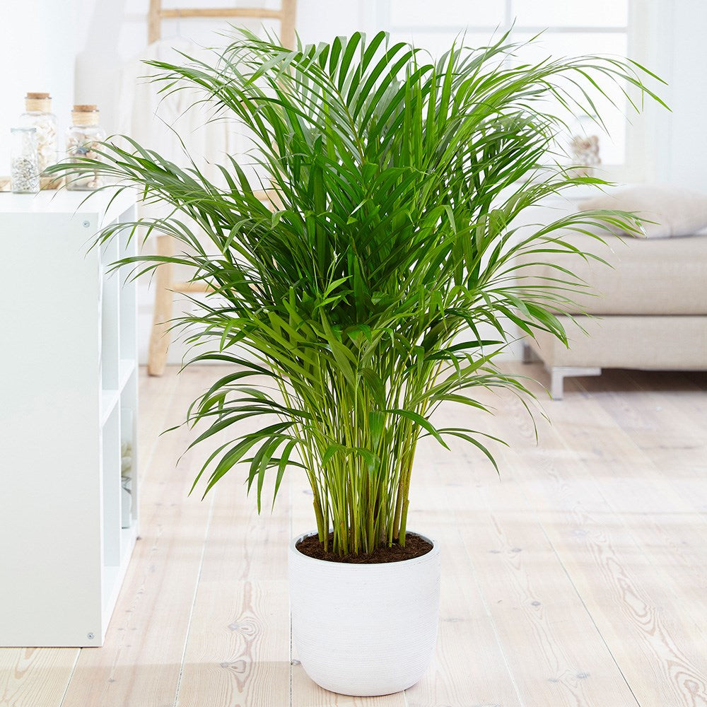 ARECA DYPSIS LUTESCENS IN VASO 24CM