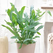 PHLEBODIUM AUREUM BLUE STAR FELCE PIEDE DI CONIGLIO VASO 14CM