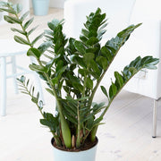 ZAMIOCULCAS IN VASO 12CM