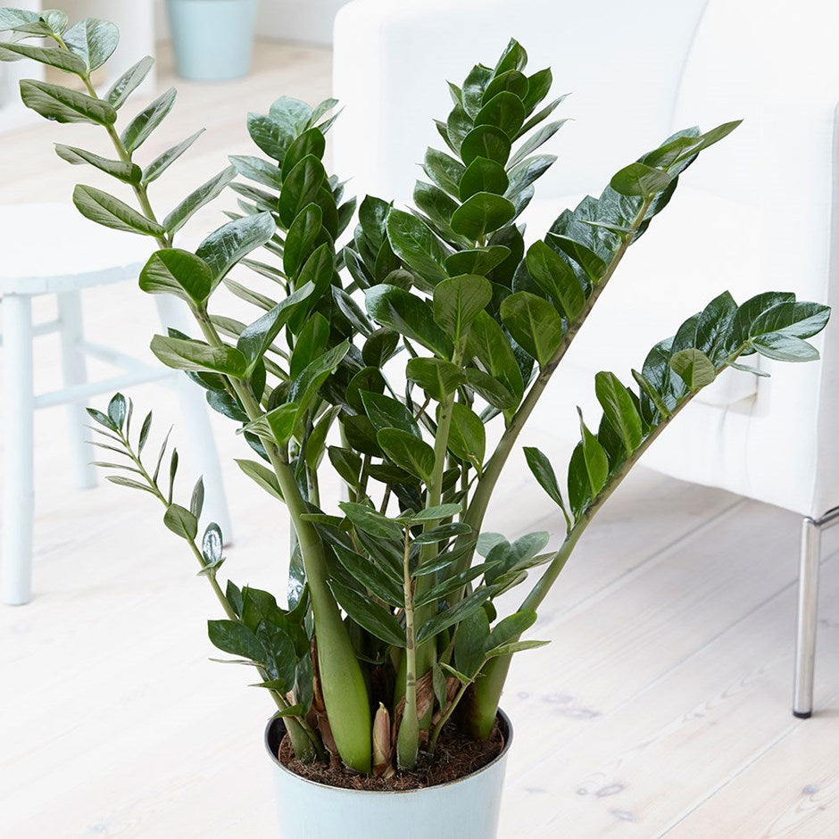 ZAMIOCULCAS IN VASO 12CM