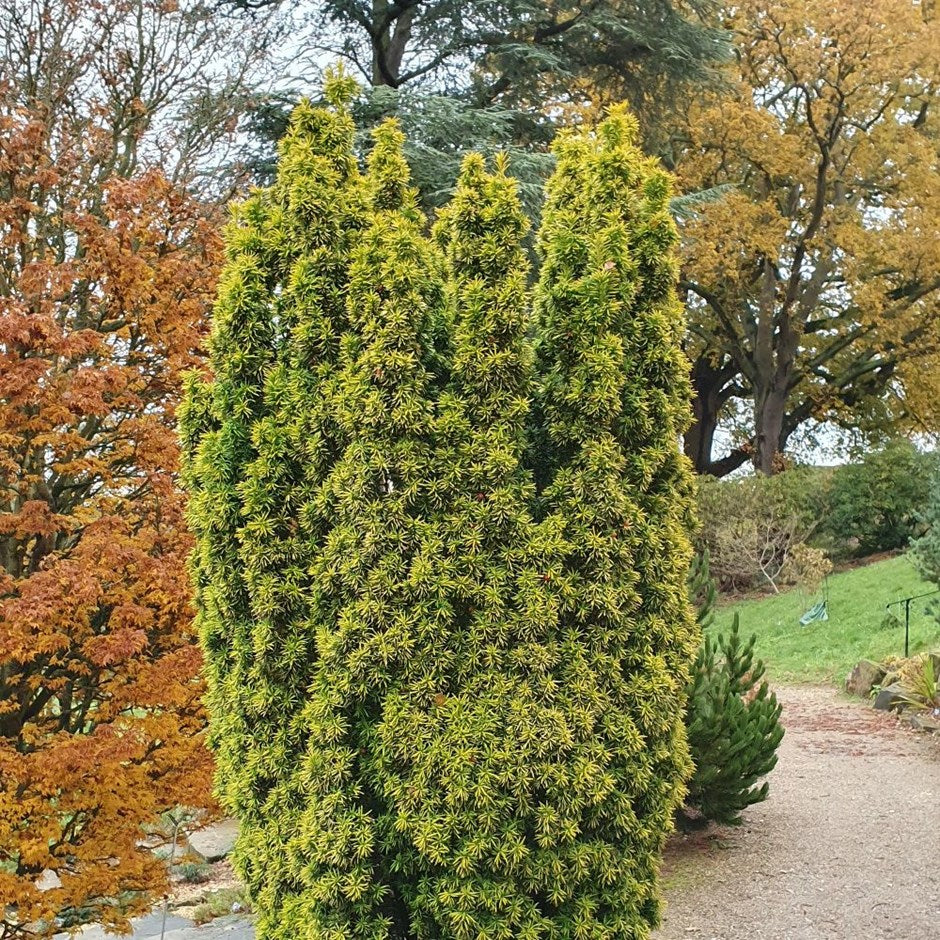 TAXUS BACCATA DAVID VASO 19CM