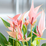 ANTHURIUM LILLI IN VASO 9CM