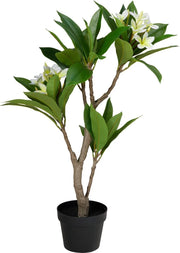Pianta di Plumeria Frangipani in Vaso D17 H45cm Bianco Giallo PERAGA HOME