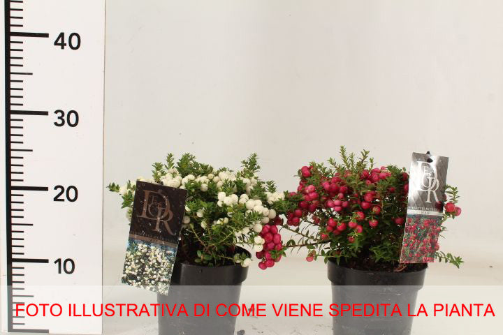 GAULTHERIA PERNETTYA ROSSA VASO 14CM