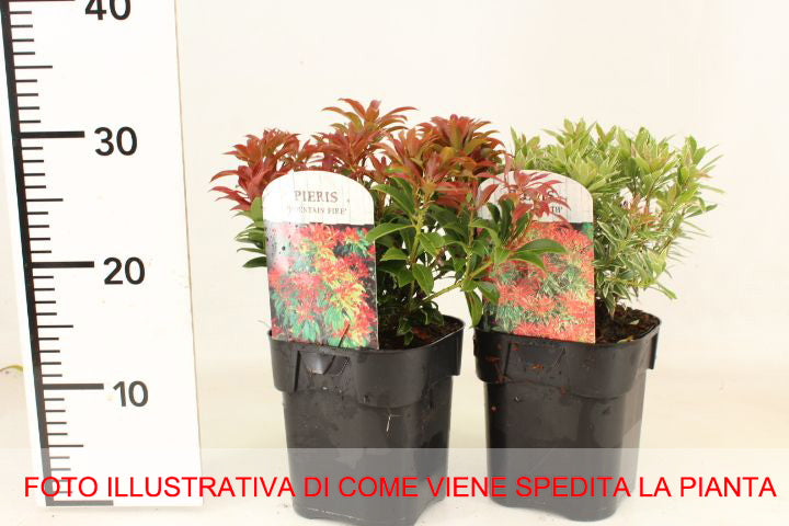PIERIS JAPONICA LITTLE HEATH VASO 17CM