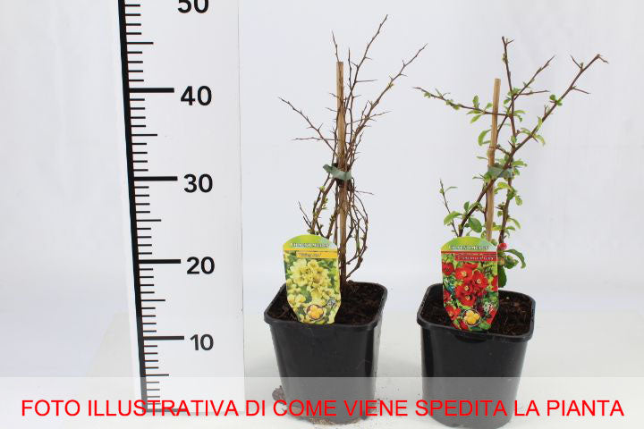 CHAENOMELES MANGO STORM COTOGNO GIAPPONESE IN VASO 18CM