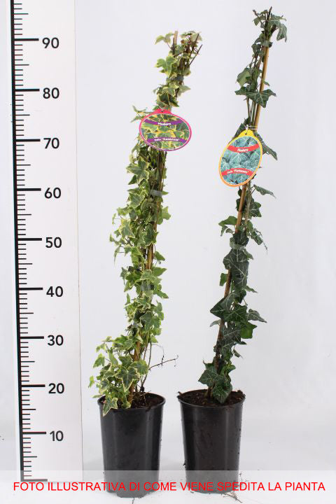 HEDERA HELIX YELLOW RIPPLE IN VASO 17CM