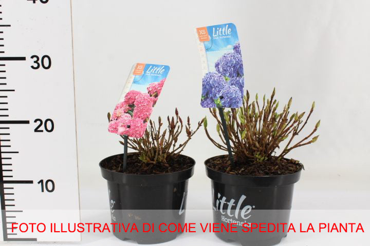 HYDRANGEA MACROPHYLLA ORTENSIA NANA LITTLE XS VIOLA VASO 17CM