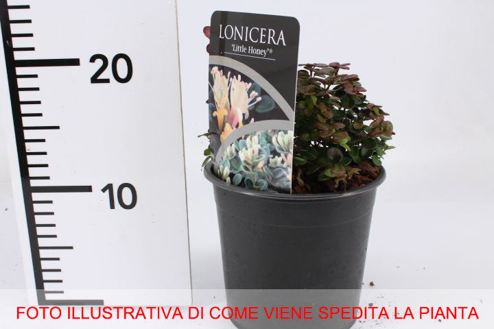 LONICERA CAPRIFOGLIO NANA LITTLE HONEY IN VASO 14CM