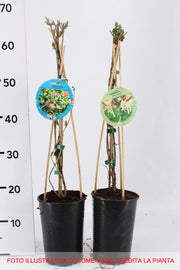 LONICERA CAPRIFOGLIO RED WORLD VASO 17CM