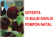 OFFERTA 15 BULBI DI DAHLIA POMPON NATAL