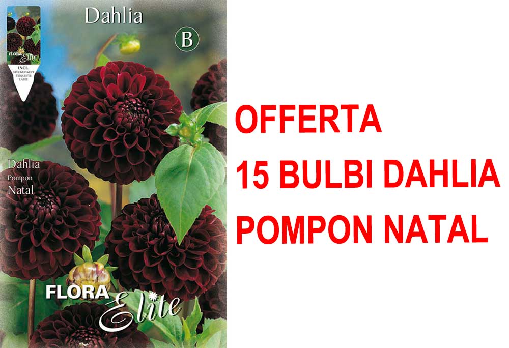 OFFERTA 15 BULBI DI DAHLIA POMPON NATAL