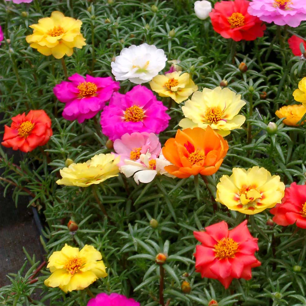 PORTULACA IN VASO DA 14CM COLORI ASSORTITI FIORE SEMPLICE O DOPPIO