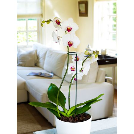 SOSTEGNO PER ORCHIDEE E FIORI IN VASO 75 CM