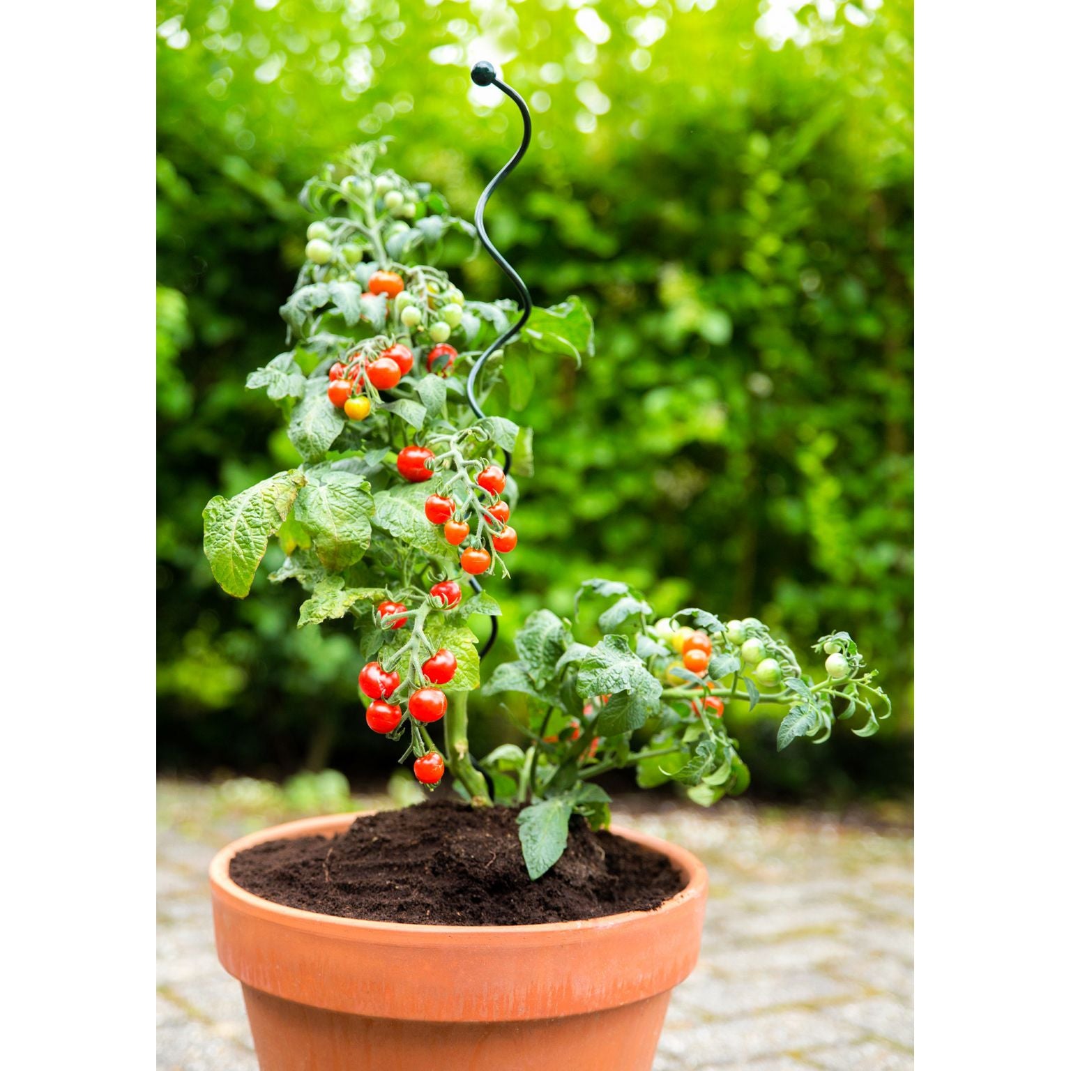 SPIRALE DI SOSTEGNO PER PIANTE IN VASO 95 CM