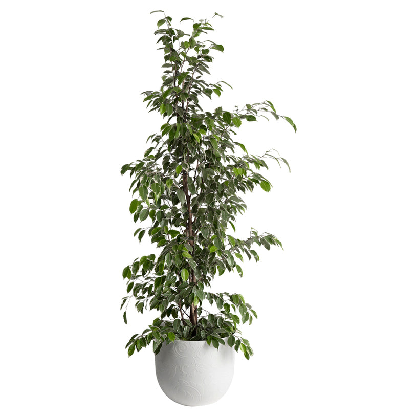 VASO TATTOO MOOD 30CM BIANCO