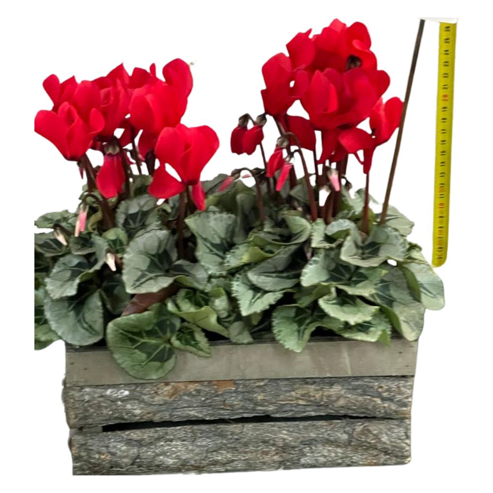 CICLAMINI ROSSI IN FIORIERA DI LEGNO COLORE ASSORTITO DA 24CM