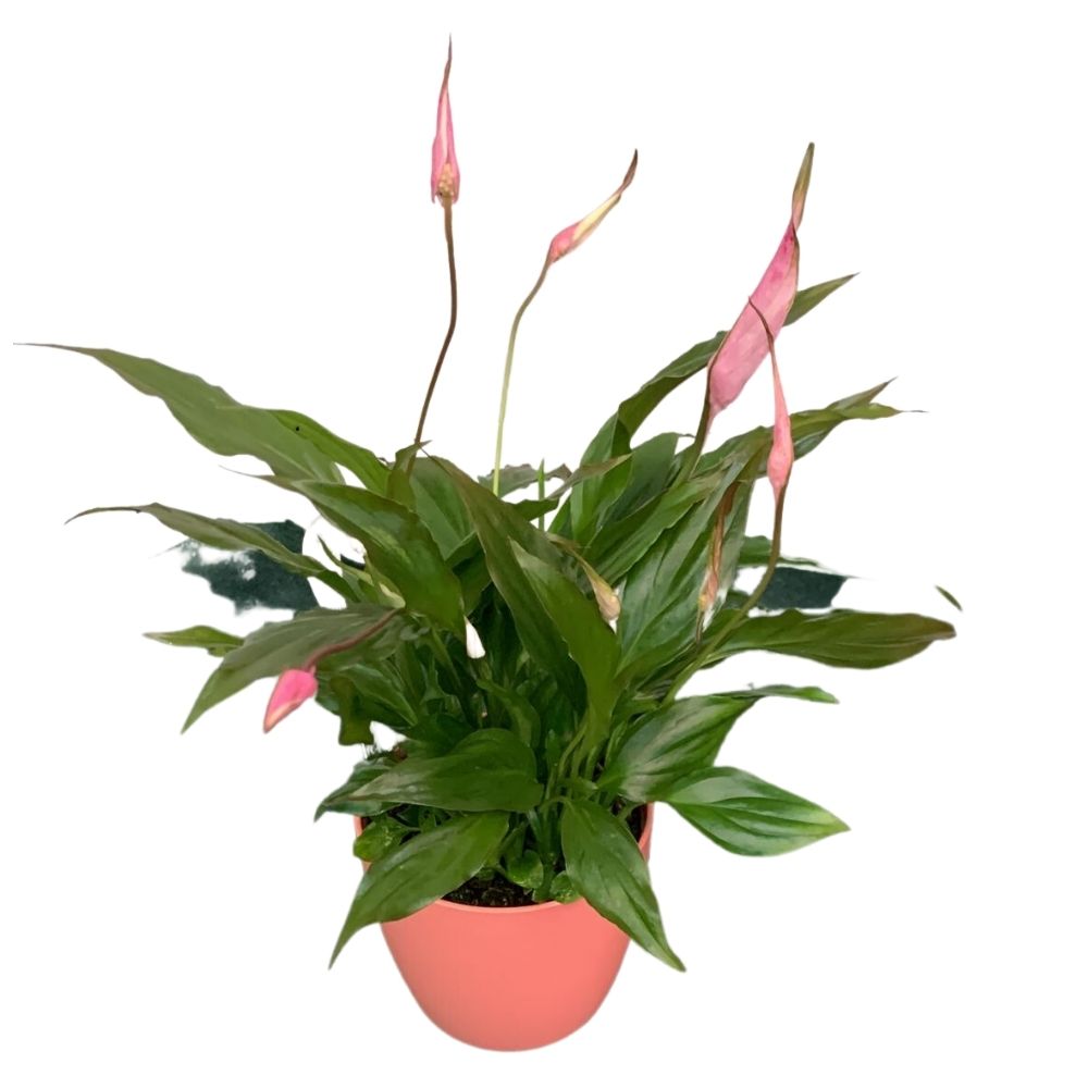 SPATHIPHYLLUM CHOPIN COLORE ASSORTITO CON COPRIVASO ROSA 11CM