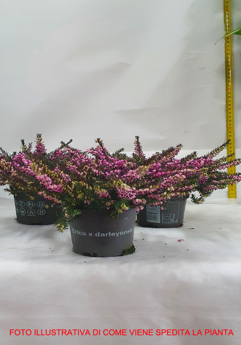 OFFERTA 3 ERICA DARLEYENSIS COLORI ASSORTITI VASO 11CM