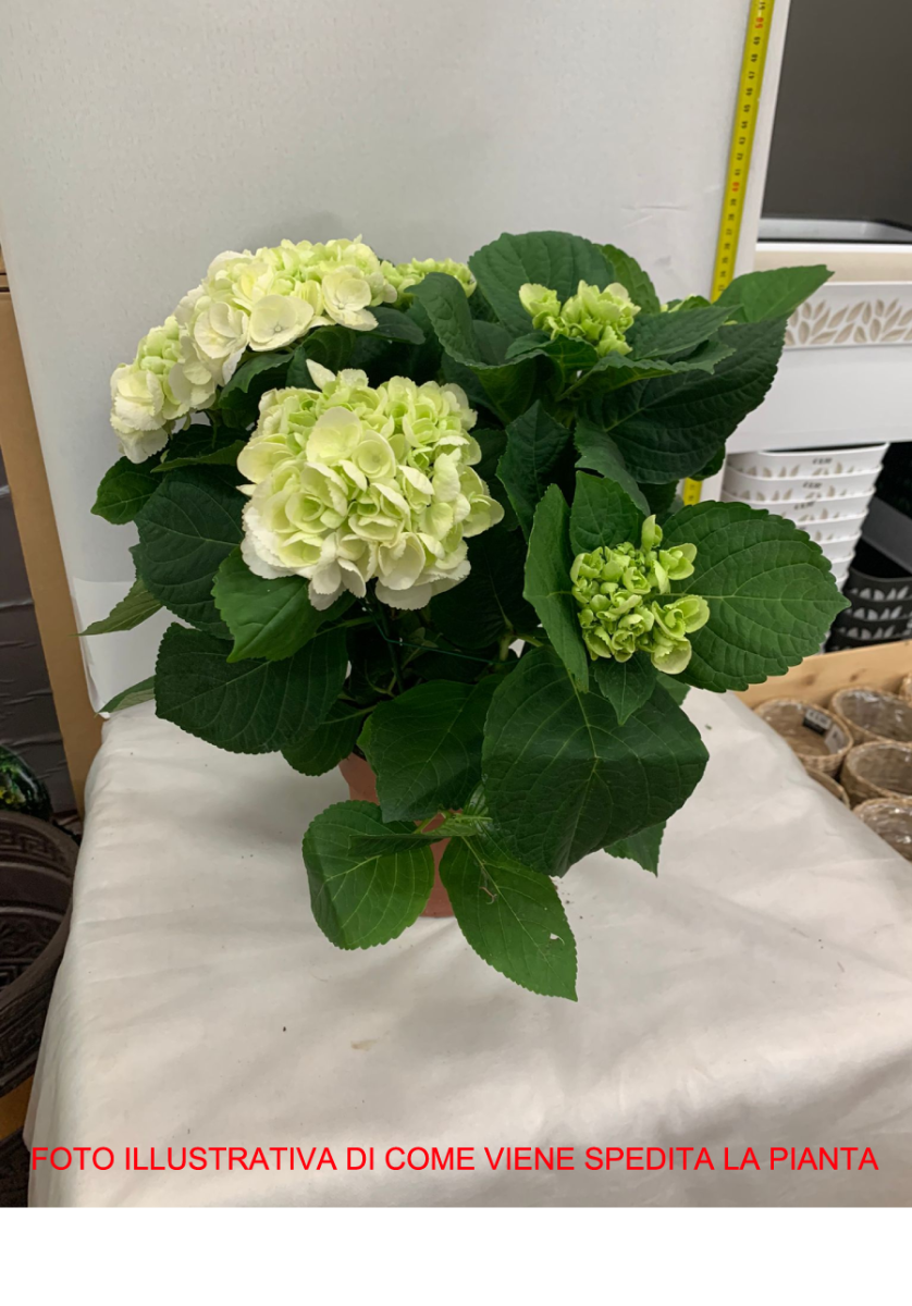 ORTENSIA HYDRANGEA MACROPHYLLA COLORI ASSORTITI VASO 14CM