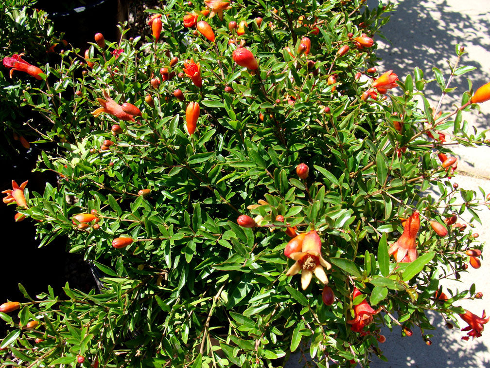 PUNICA GRANATUM NANUM MELOGRANO NANO IN VASO 18CM