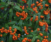 PYRACANTHA NAVAHO VASO 25CM