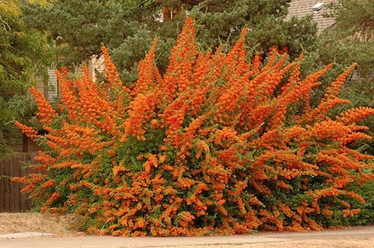PYRACANTHA NAVAHO VASO 25CM