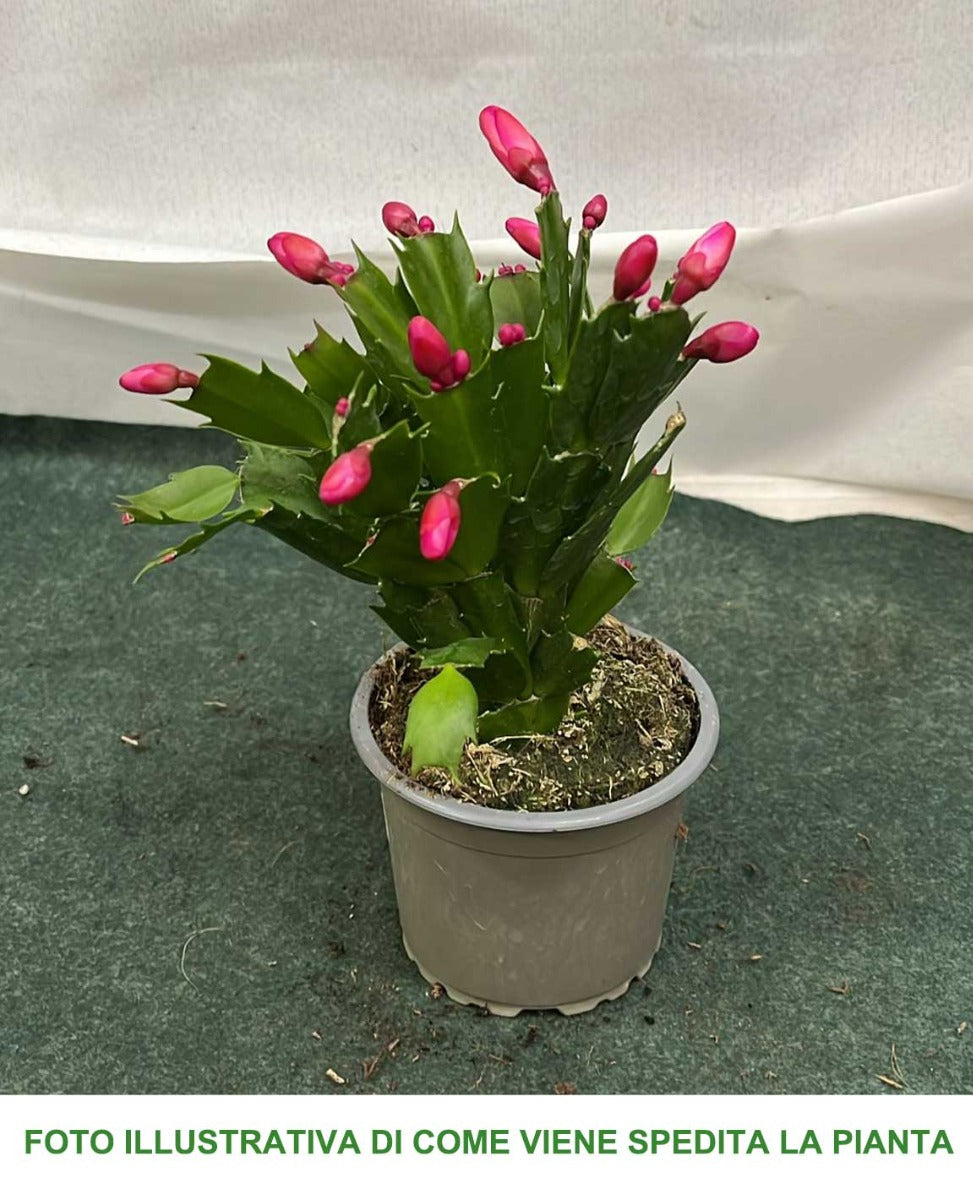 SCHLUMBERGERA CACTUS DI NATALE IN VASO 9CM COLORE ASSORTITO