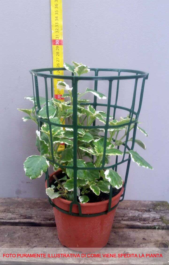3 PIANTE DI PLECTRANTHUS O INCENSO  IN VASO 14CM