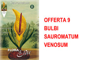 OFFERTA 9 BULBI SAUROMATUM VENOSUM