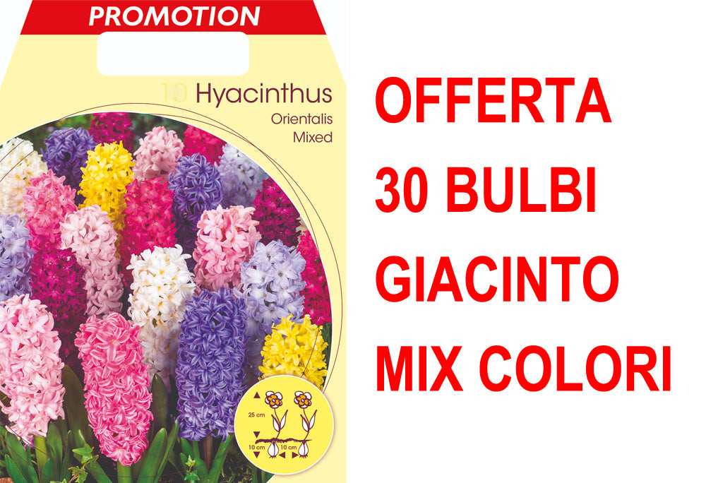 OFFERTA 30 BULBI GIACINTO GARDEN MIX DI COLORI