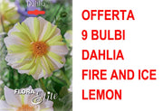 OFFERTA 9 BULBI DAHLIA MIGNON FIRE AND ICE LEMON