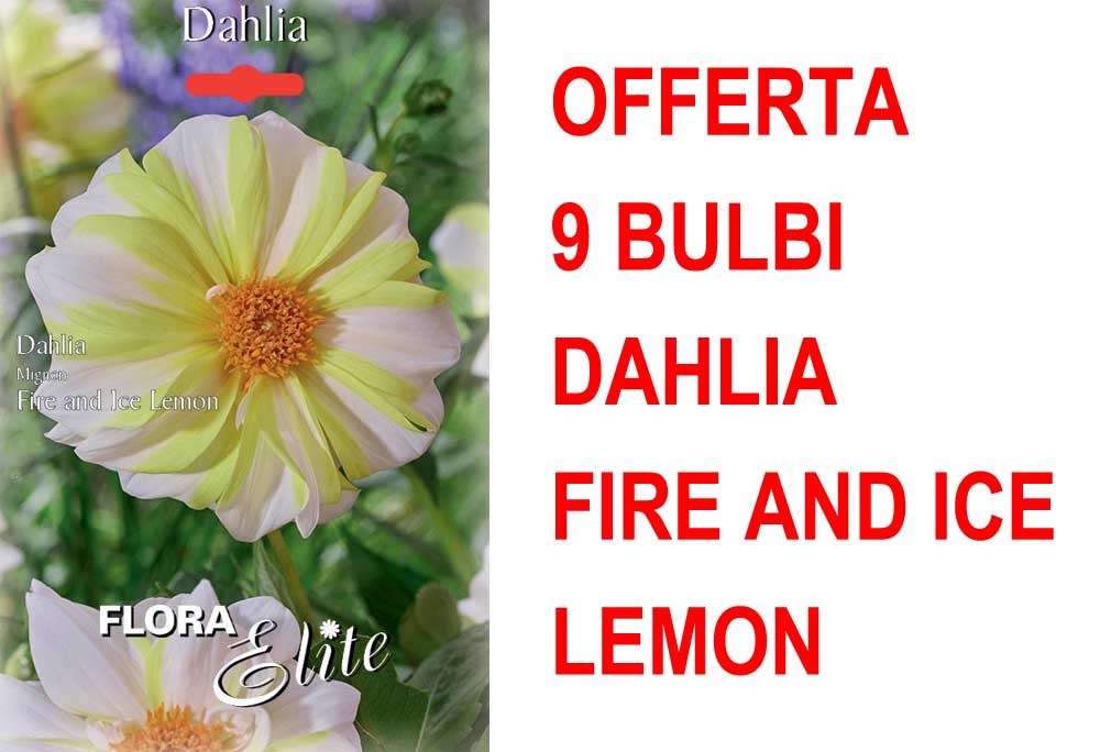 OFFERTA 9 BULBI DAHLIA MIGNON FIRE AND ICE LEMON