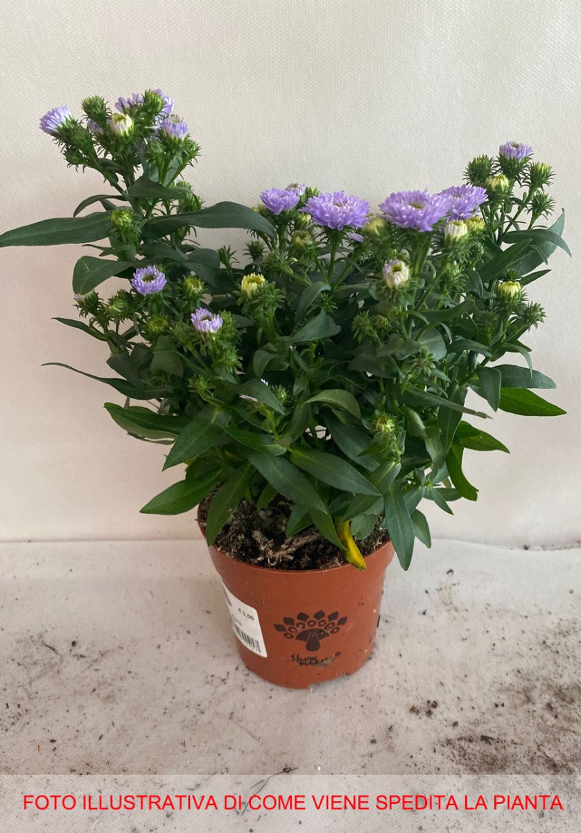 ASTER SETTEMBRINO SHOWMAKERS LAVENDER IN VASO 10,5CM