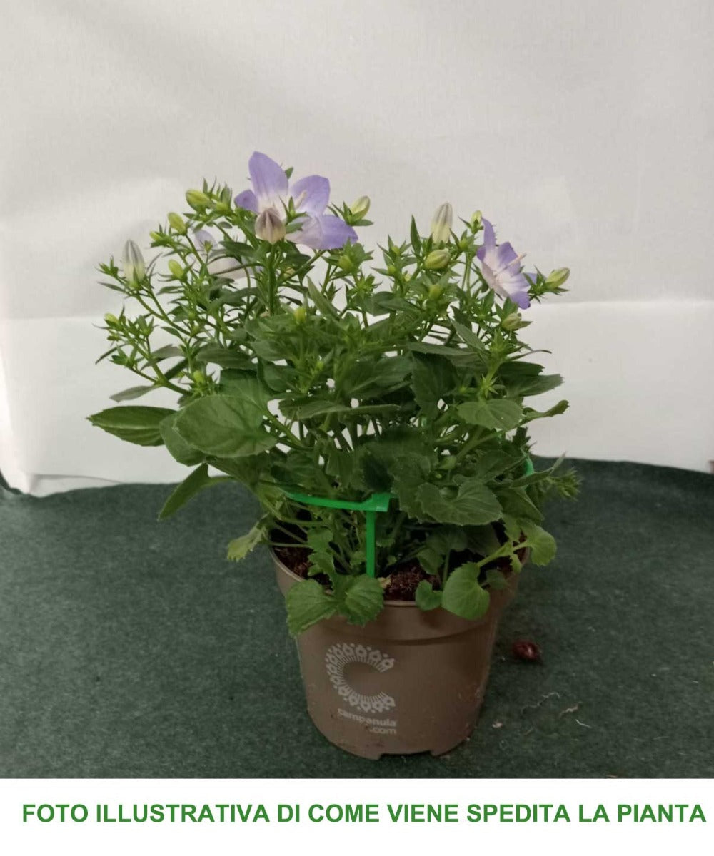 CAMPANULA ISOPHYLLA BIANCA O BLU COLORE ASSORTITO VASO 10CM
