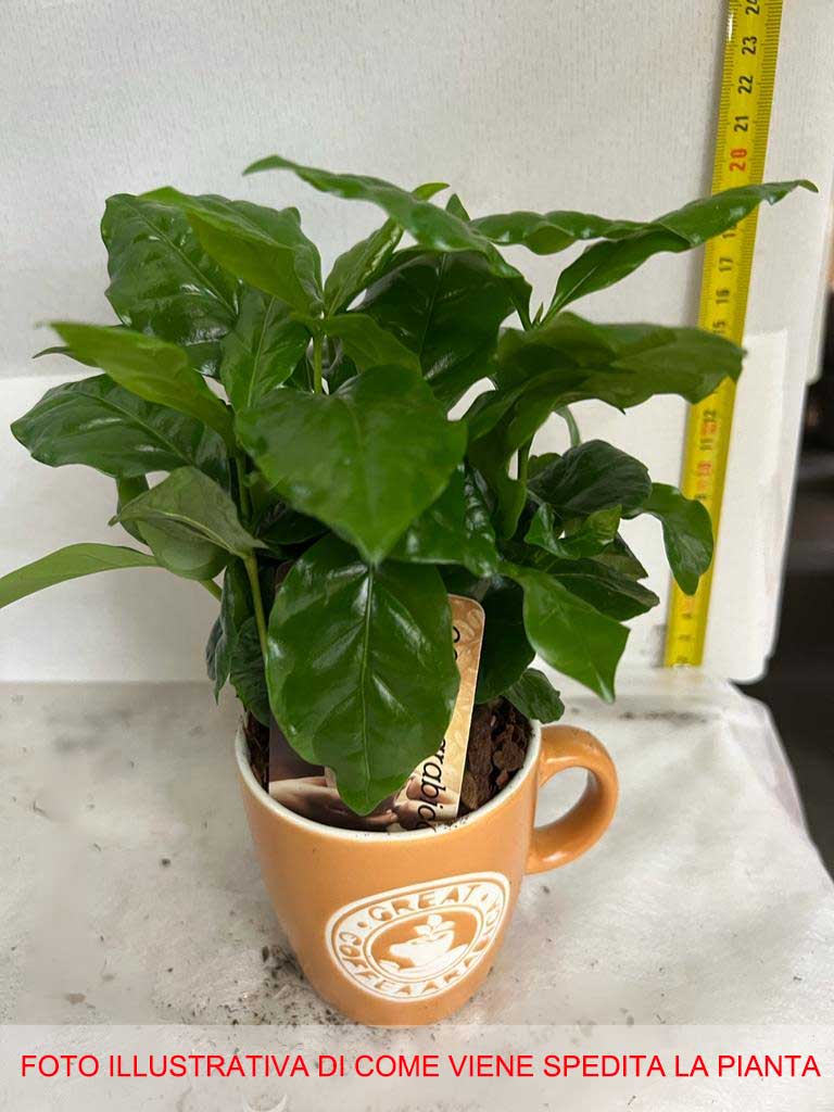 COFFEA ARABICA PIANTA DEL CAFFÈ IN VASO CERAMICO COLORE ASSORTITO 7CM