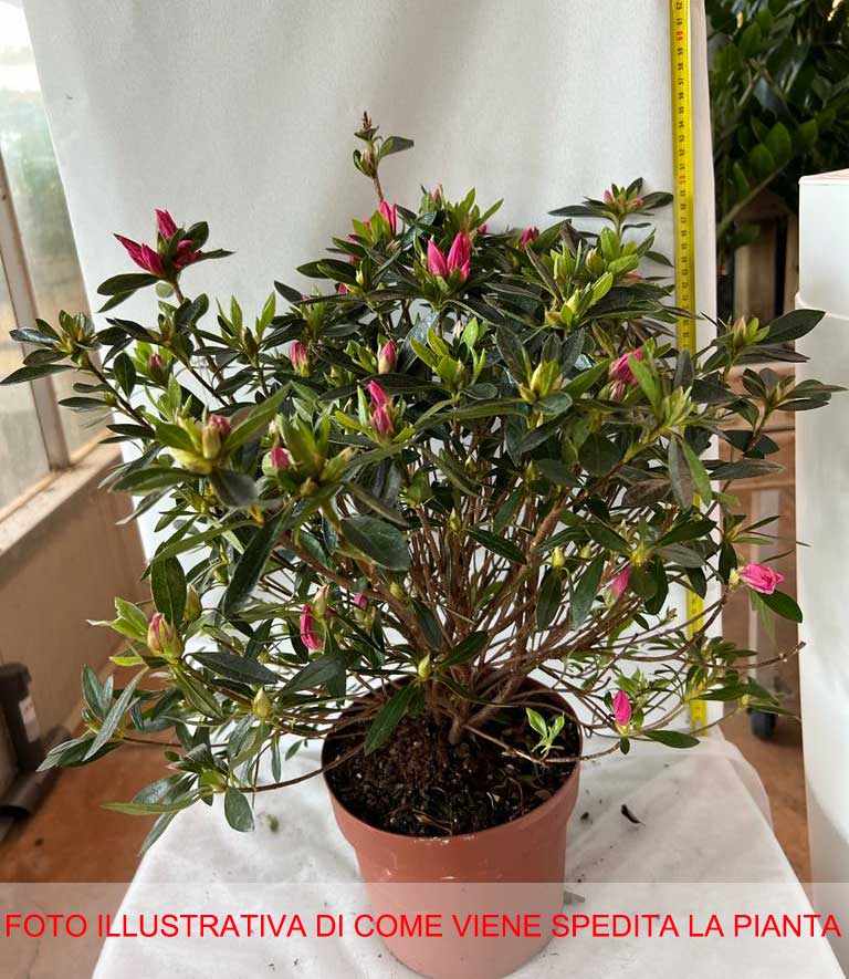 AZALEA JAPONICA RUSTICA ROSA VASO 18CM
