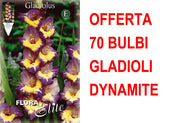 OFFERTA 70 BULBI GLADIOLI A FIORI GRANDI DYNAMITE
