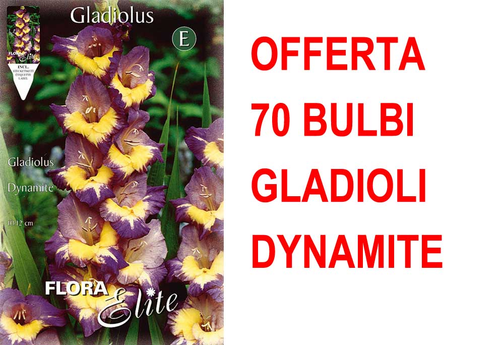 OFFERTA 70 BULBI GLADIOLI A FIORI GRANDI DYNAMITE