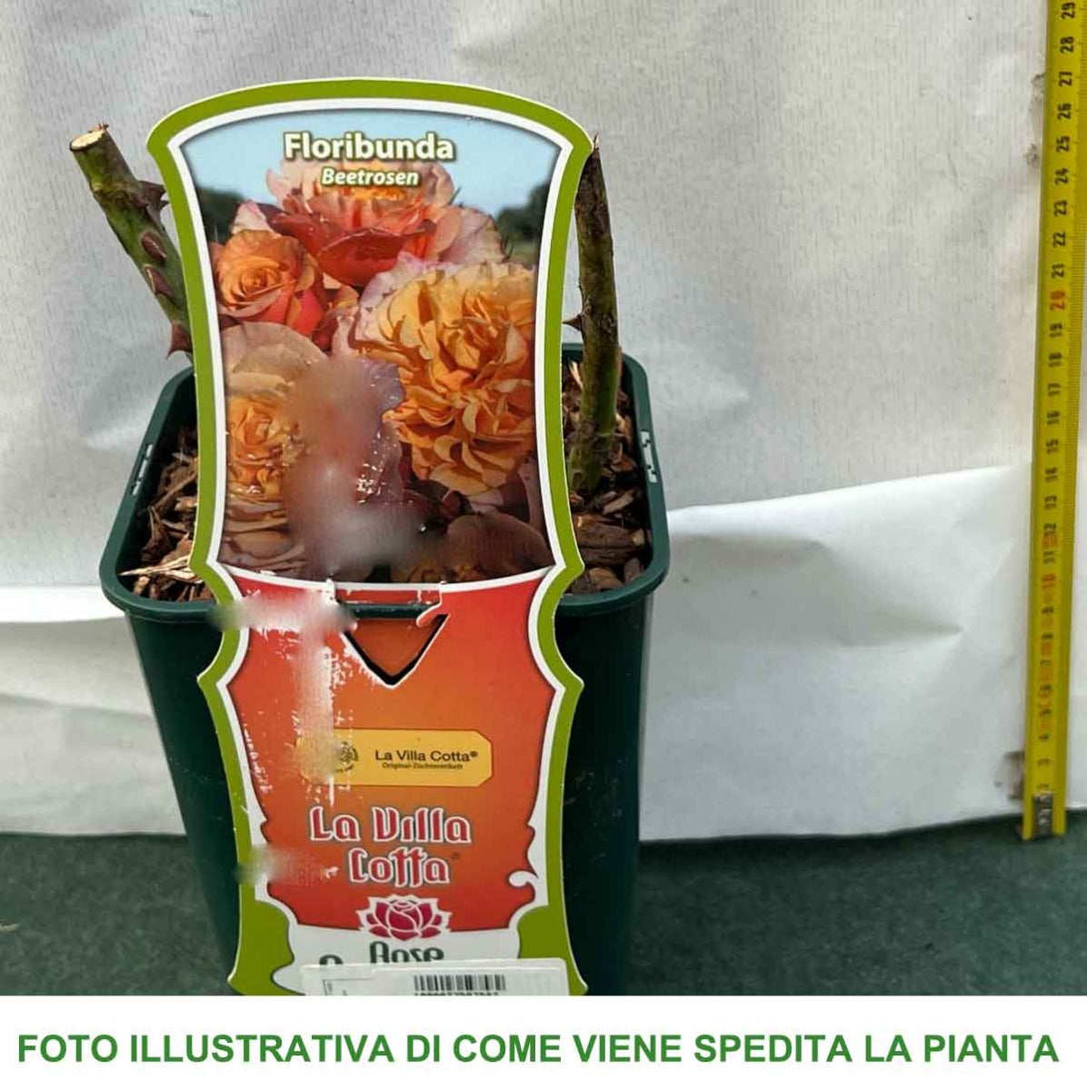 ROSA FLORIBUNDA LA VILLA COTTA IN VASO 14CM