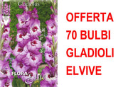 OFFERTA 70 BULBI GLADIOLI A FIORI GRANDI ELVIVE
