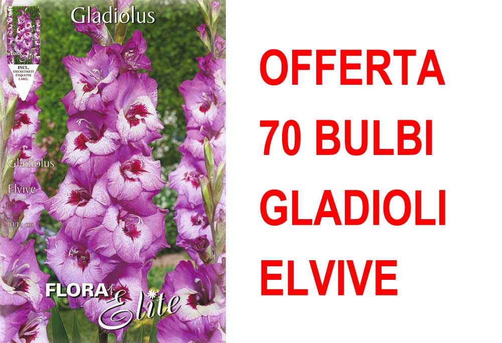 OFFERTA 70 BULBI GLADIOLI A FIORI GRANDI ELVIVE